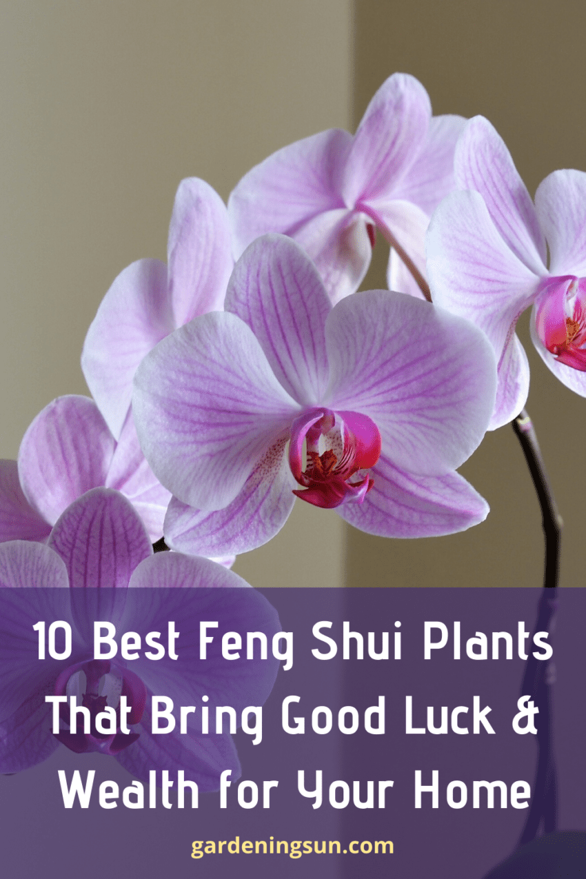 10 Best Feng Shui Plants That Bring Good Luck And Wealth For Your Home Gardening Sun 