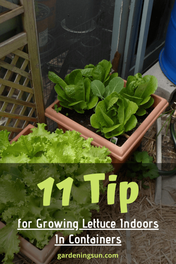 11 Tips for Growing Lettuce Indoors In Containers Gardening Sun