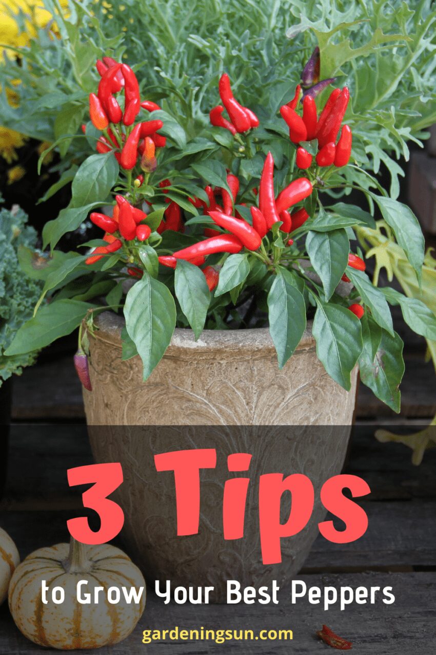 3 Tips To Grow Your Best Peppers - Gardening Sun