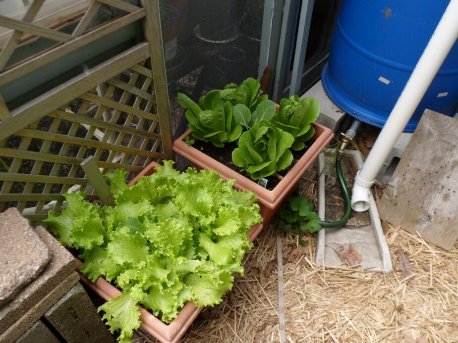 Tips For Growing Lettuce Indoors In Containers Gardening Sun