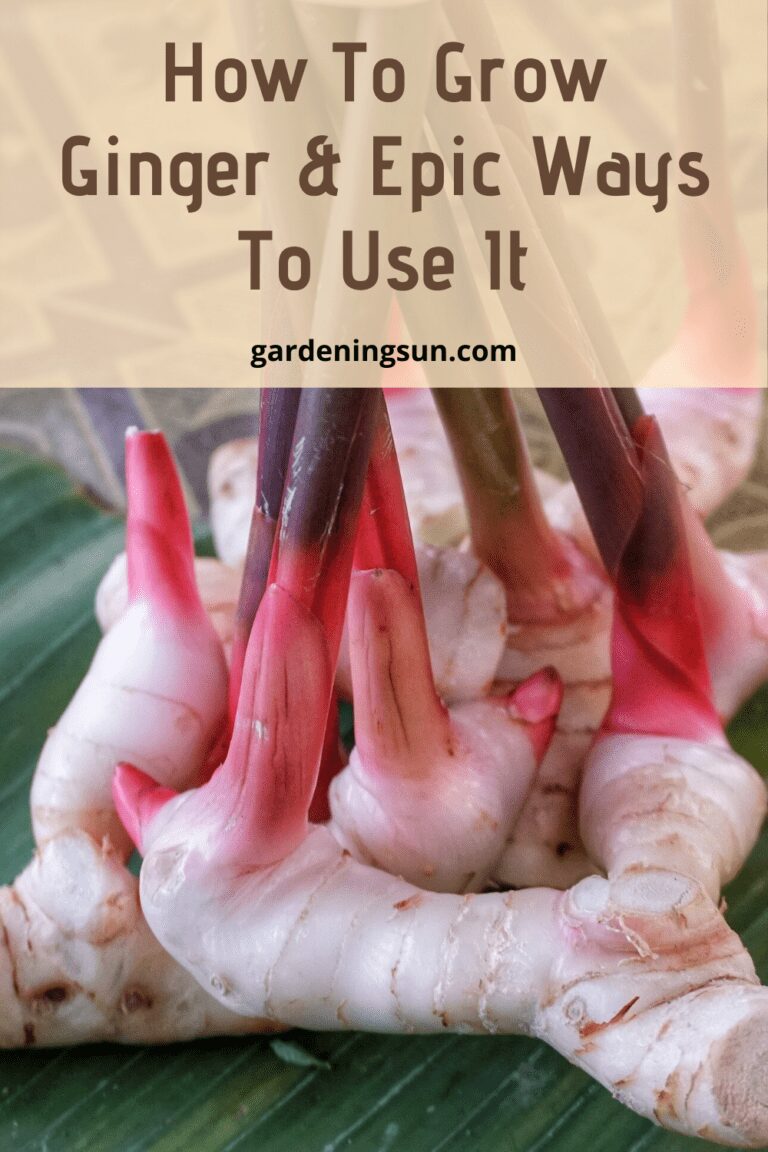 How To Grow Ginger And Epic Ways To Use It Gardening Sun