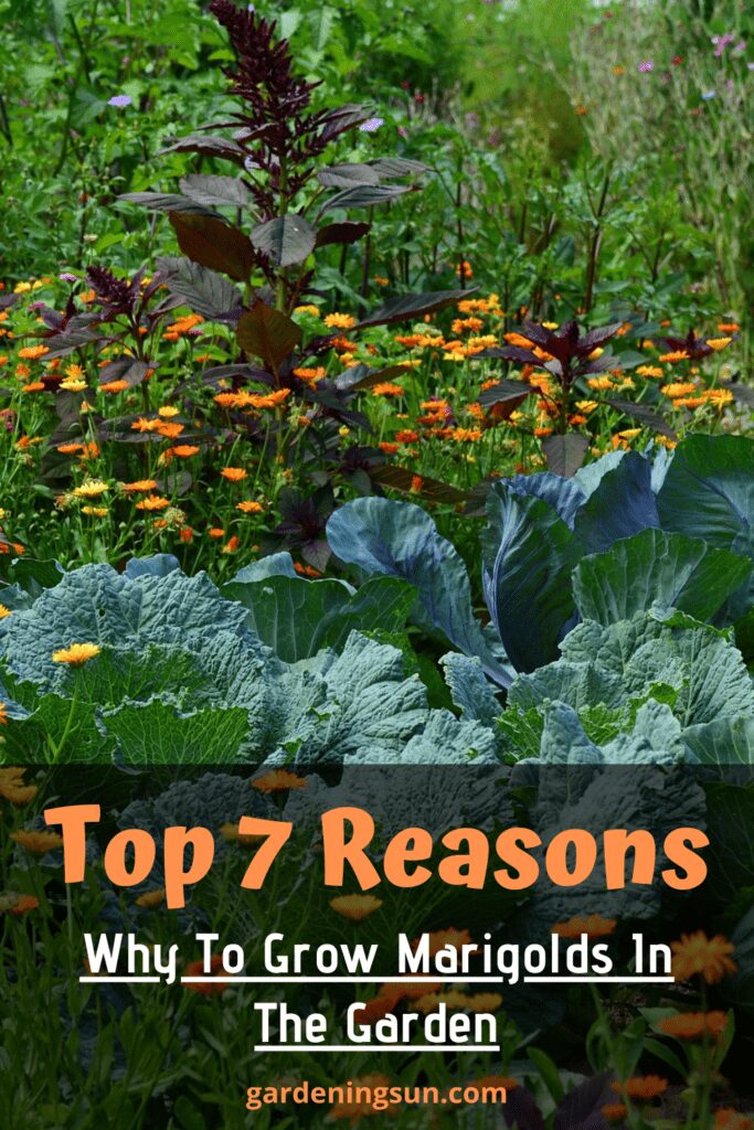 Top 7 Reasons Why To Grow Marigolds In The Garden - Gardening Sun