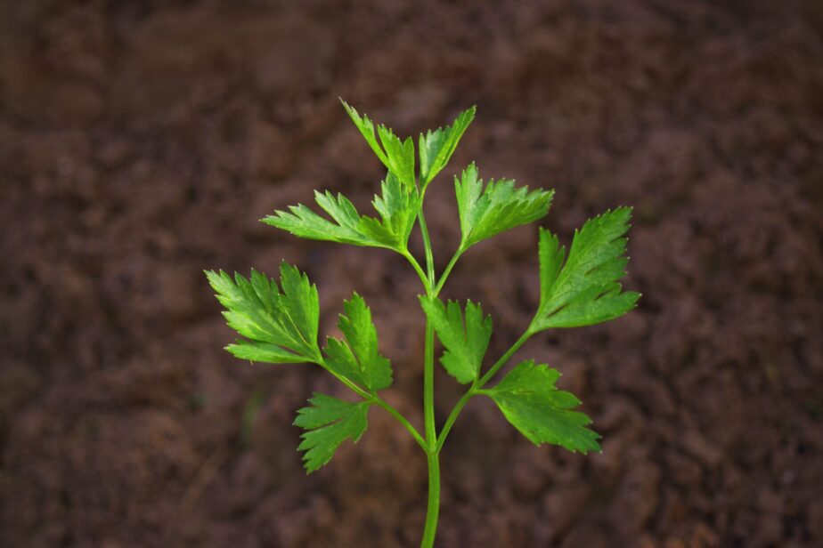 Easy Steps to Grow Your Own Parsley at Home Gardening Sun