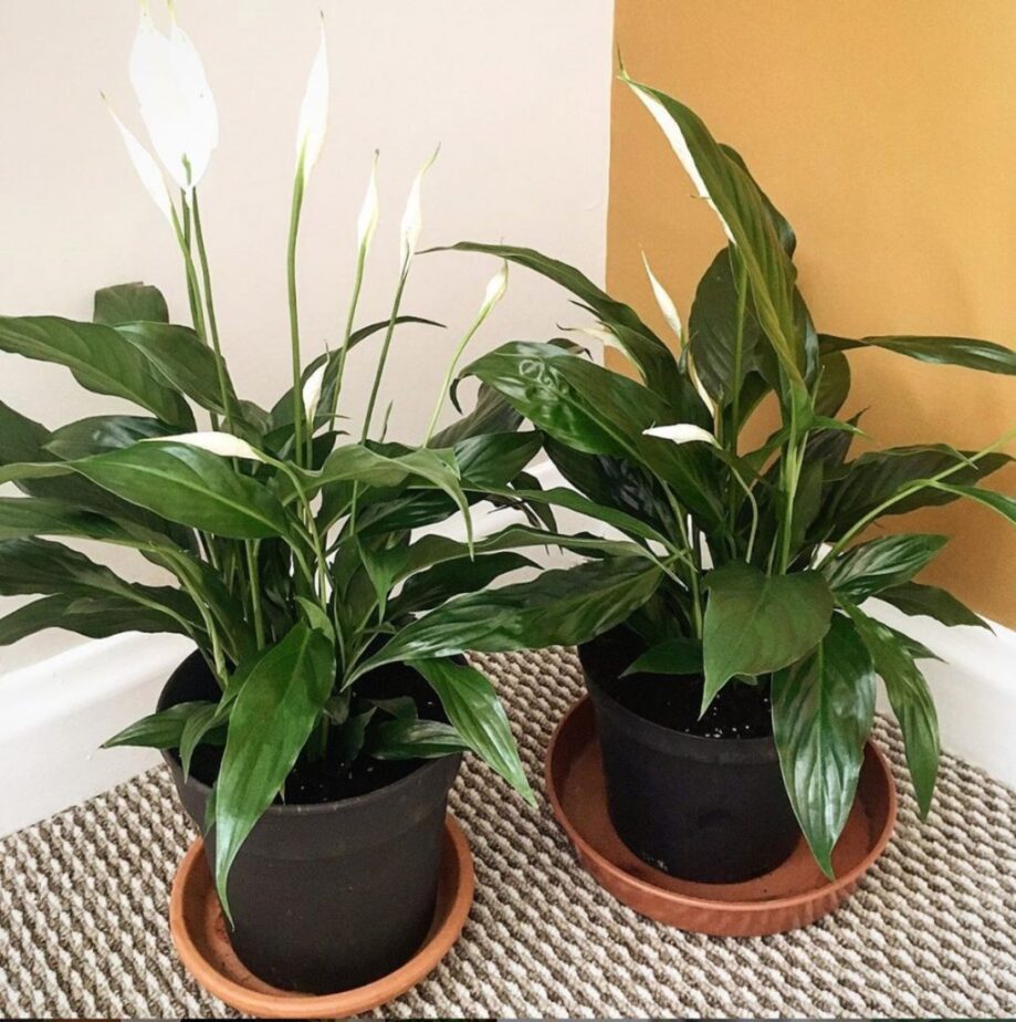 10 Best Feng Shui Plants That Bring Good Luck & Wealth for Your Home