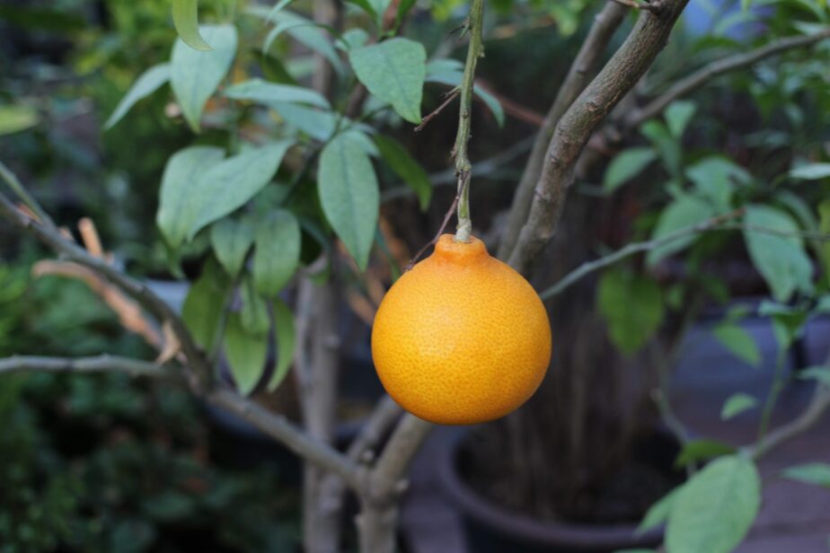 Grow at Home! Easy Steps To Grow Your Own Tangerine Gardening Sun