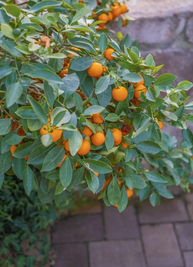 Grow at Home! Easy Steps To Grow Your Own Tangerine Gardening Sun