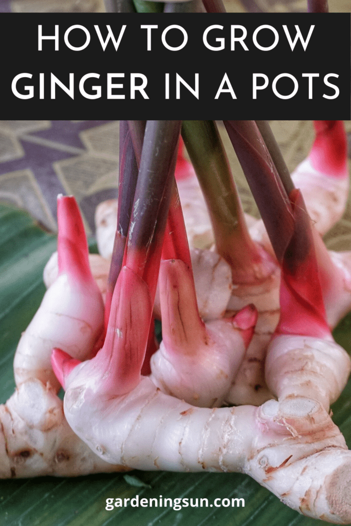 How To Grow Ginger In A Pots Gardening Sun