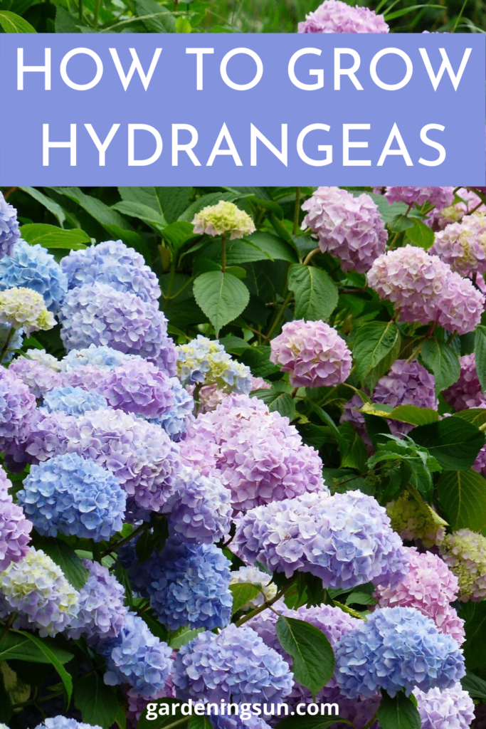 How to Grow Hydrangeas Gardening Sun