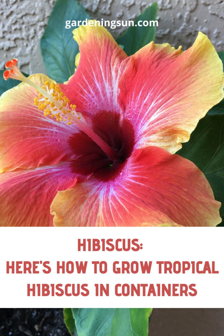 Hibiscus: Here's How To Grow Tropical Hibiscus In Containers ...