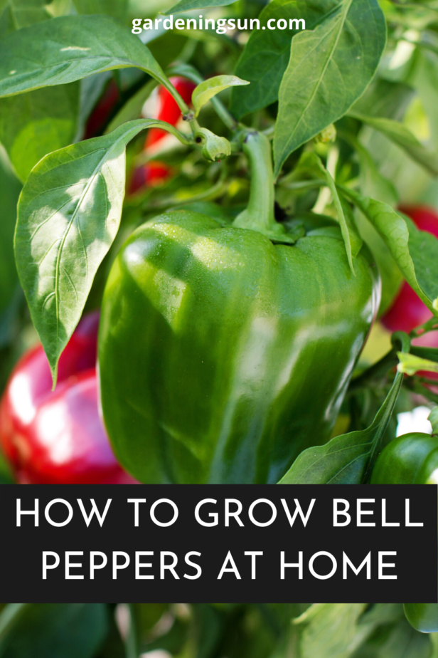 How To Grow Bell Peppers At Home Gardening Sun