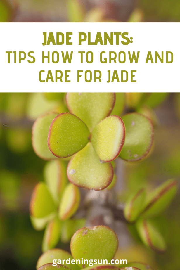Jade Plants: Tips How to Grow and Care for Jade - Gardening Sun