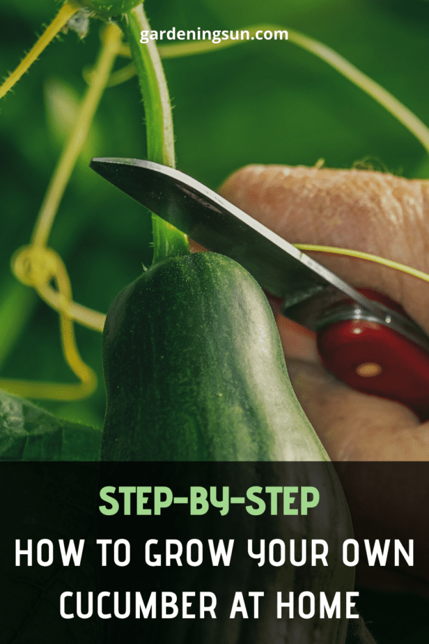 Step-By-Step How to Grow Your Own Cucumber at Home ...