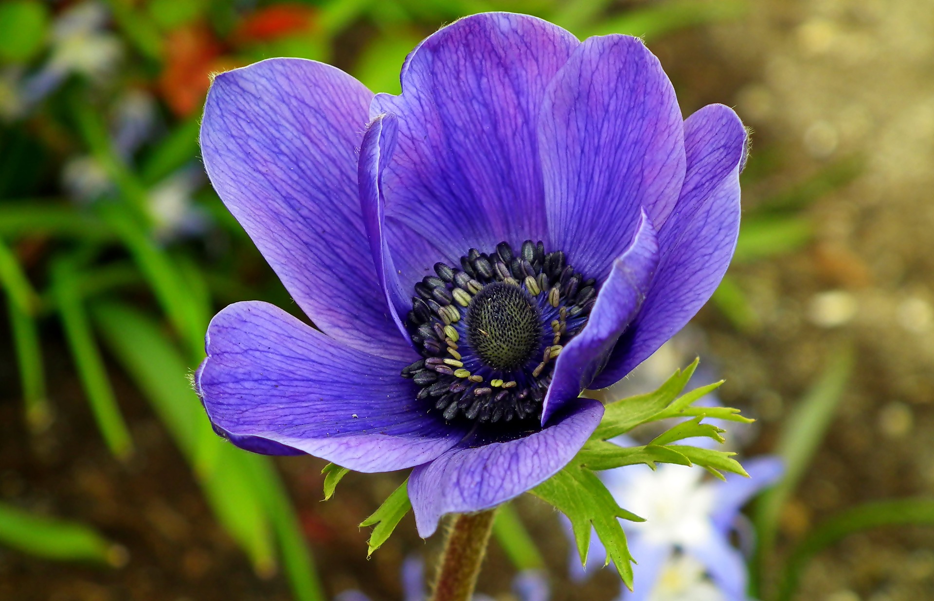 8 Most Beautiful Blue Flowers In The World - Gardening Sun