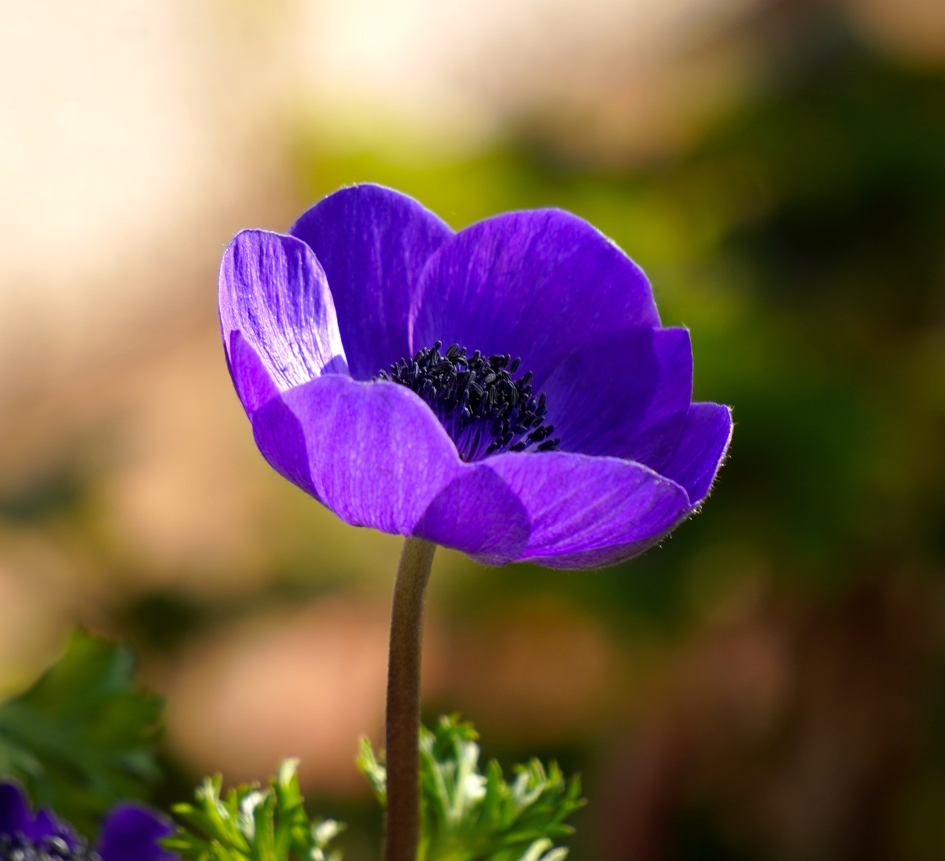 Perennials with small purple flowers - ploraprivate