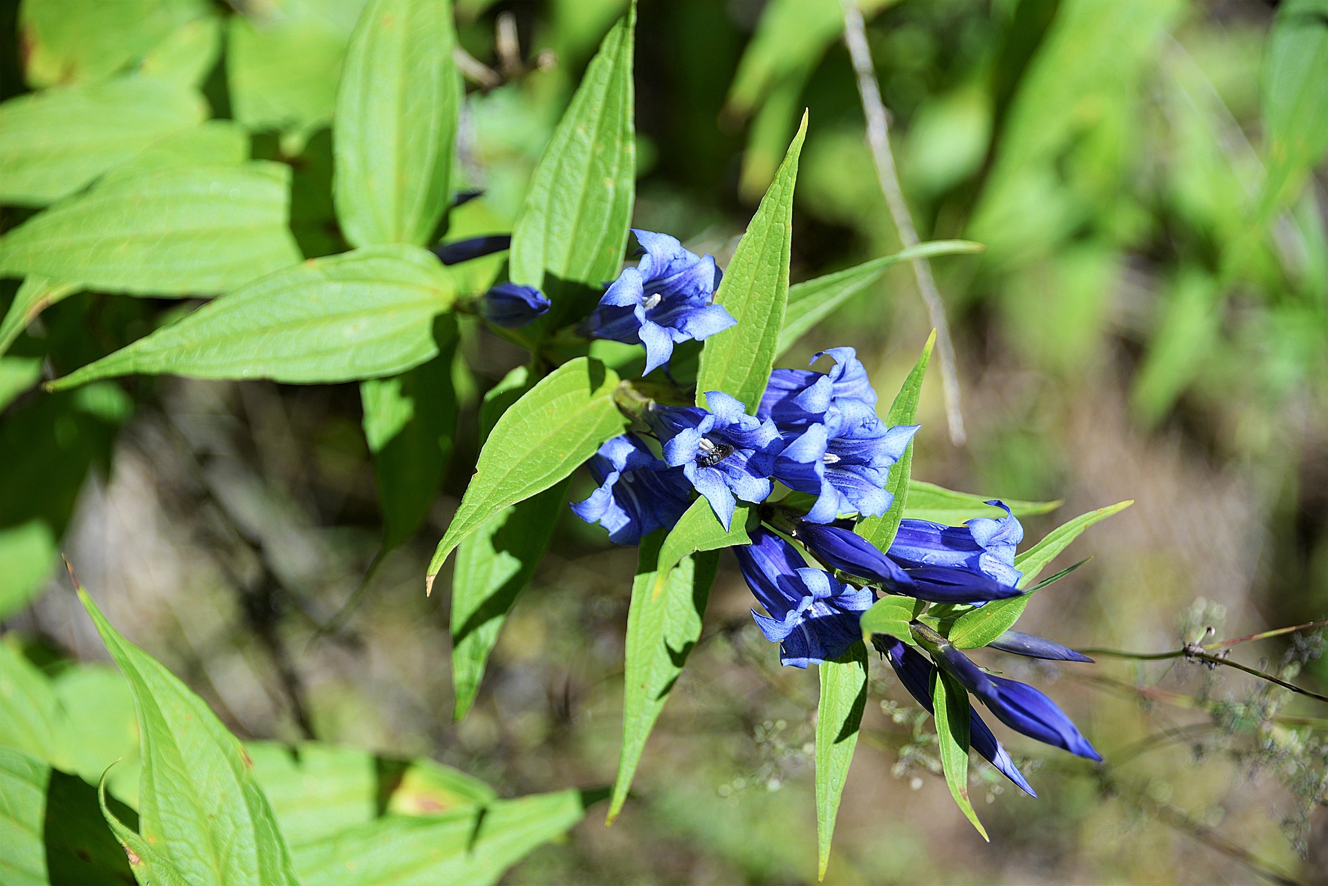 Травянистое растение с синими цветами