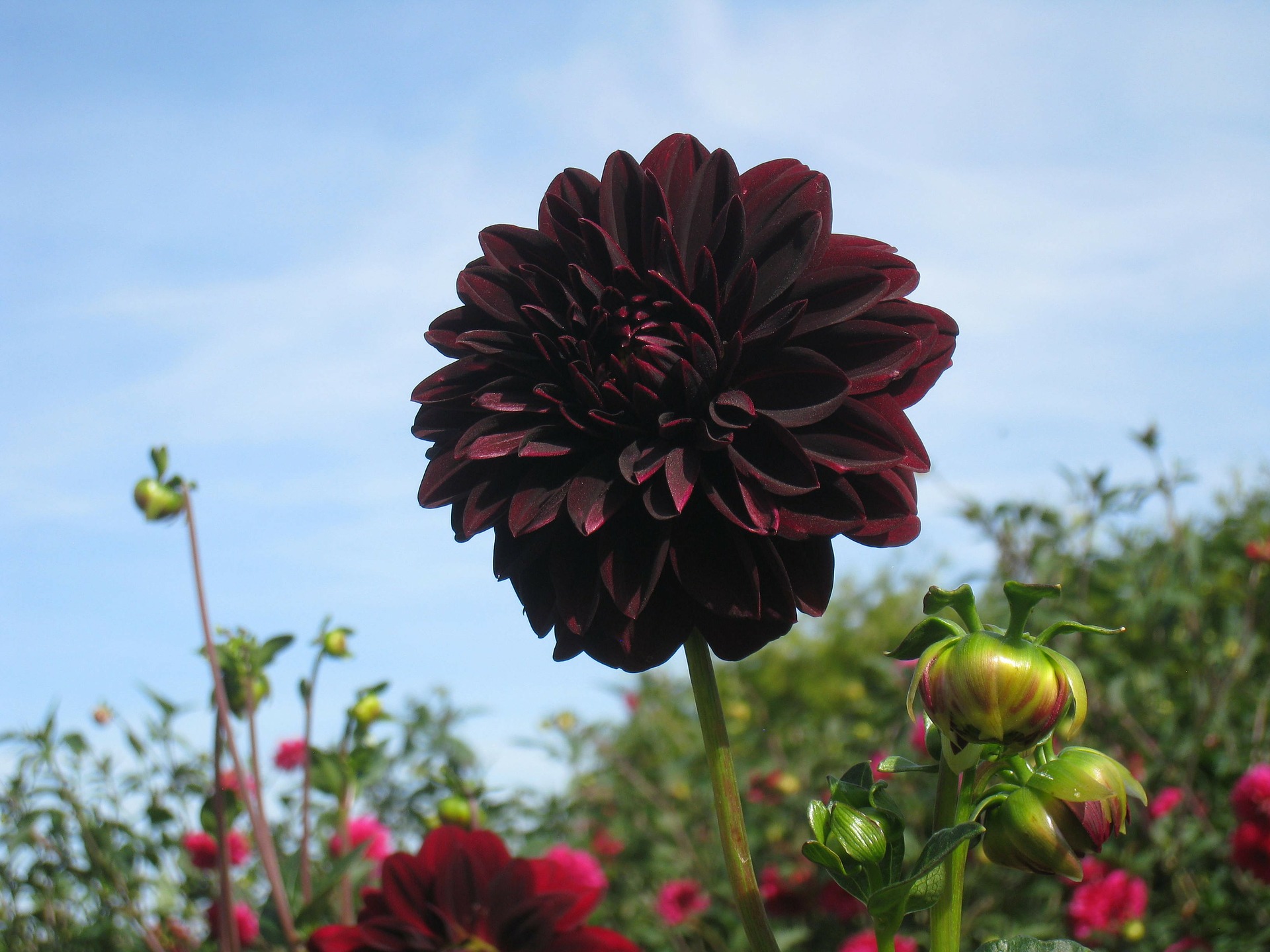 10 Ideal Black Flowers For Your Yard - Gardening Sun