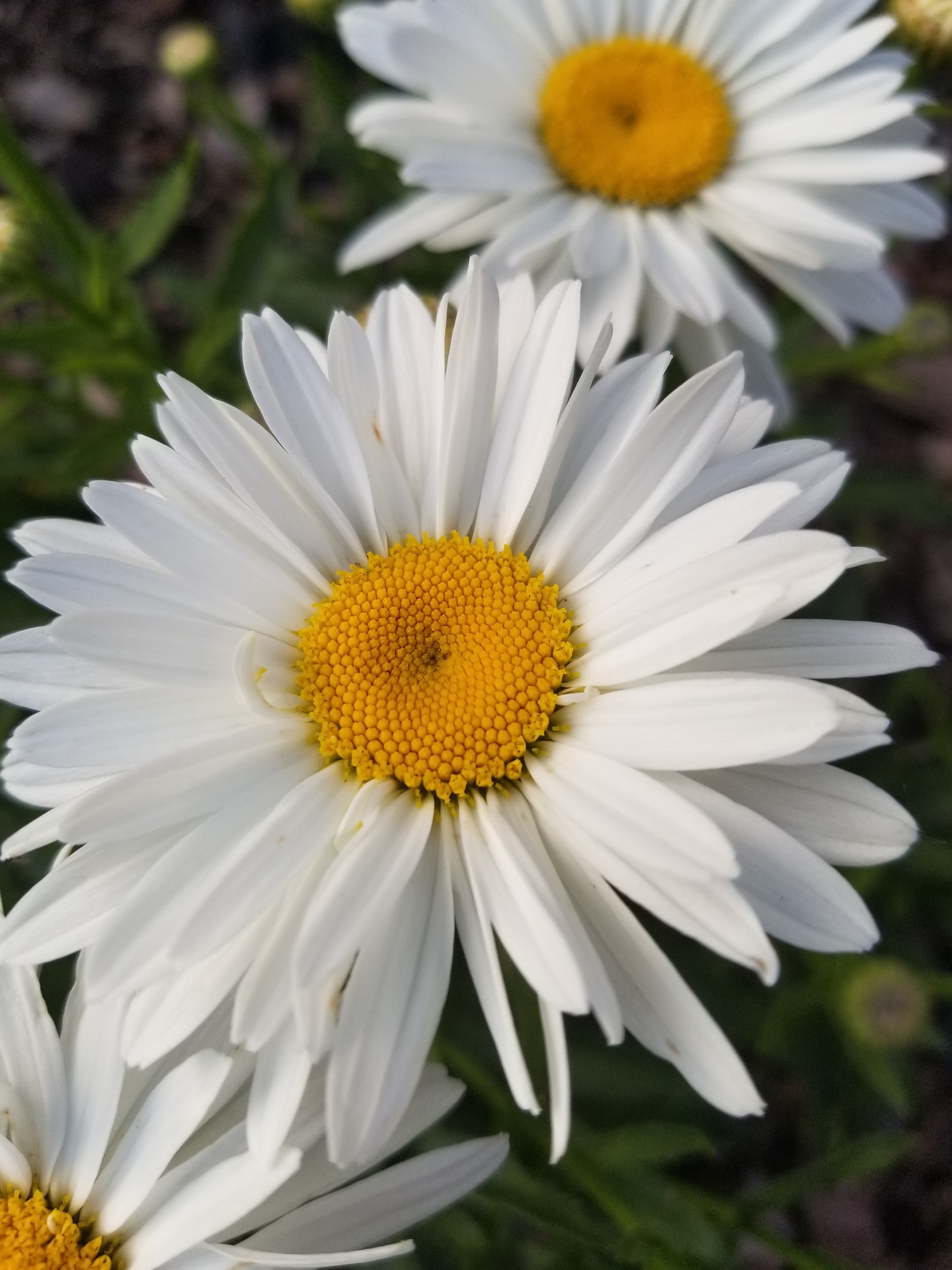 Best 8 Low-Maintenance Perennials For Any Yard - Gardening Sun