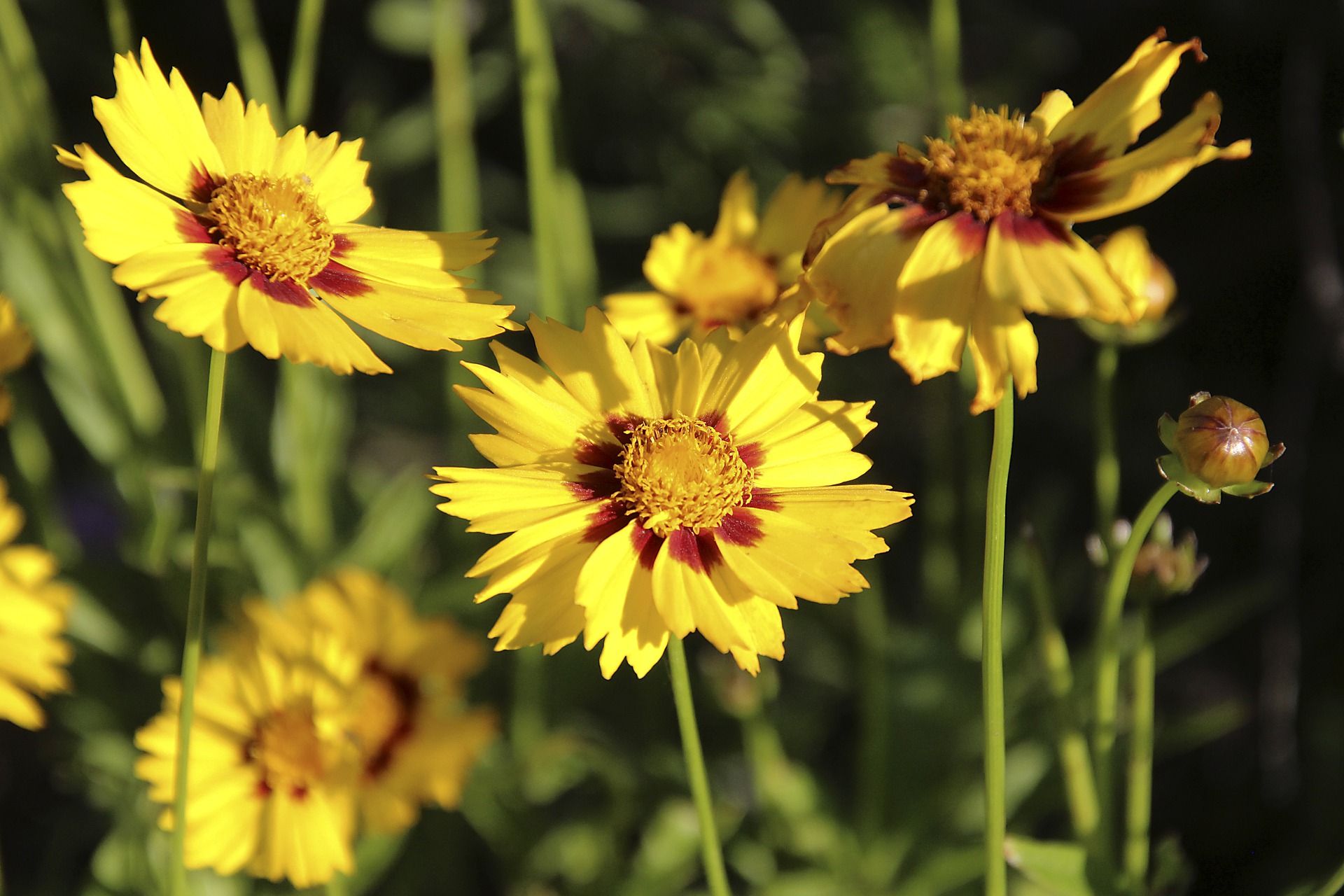 best-8-low-maintenance-perennials-for-any-yard-gardening-sun