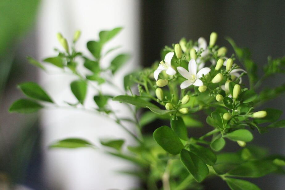 Jasmine Plants How to Grow and Care In Pot Gardening Sun