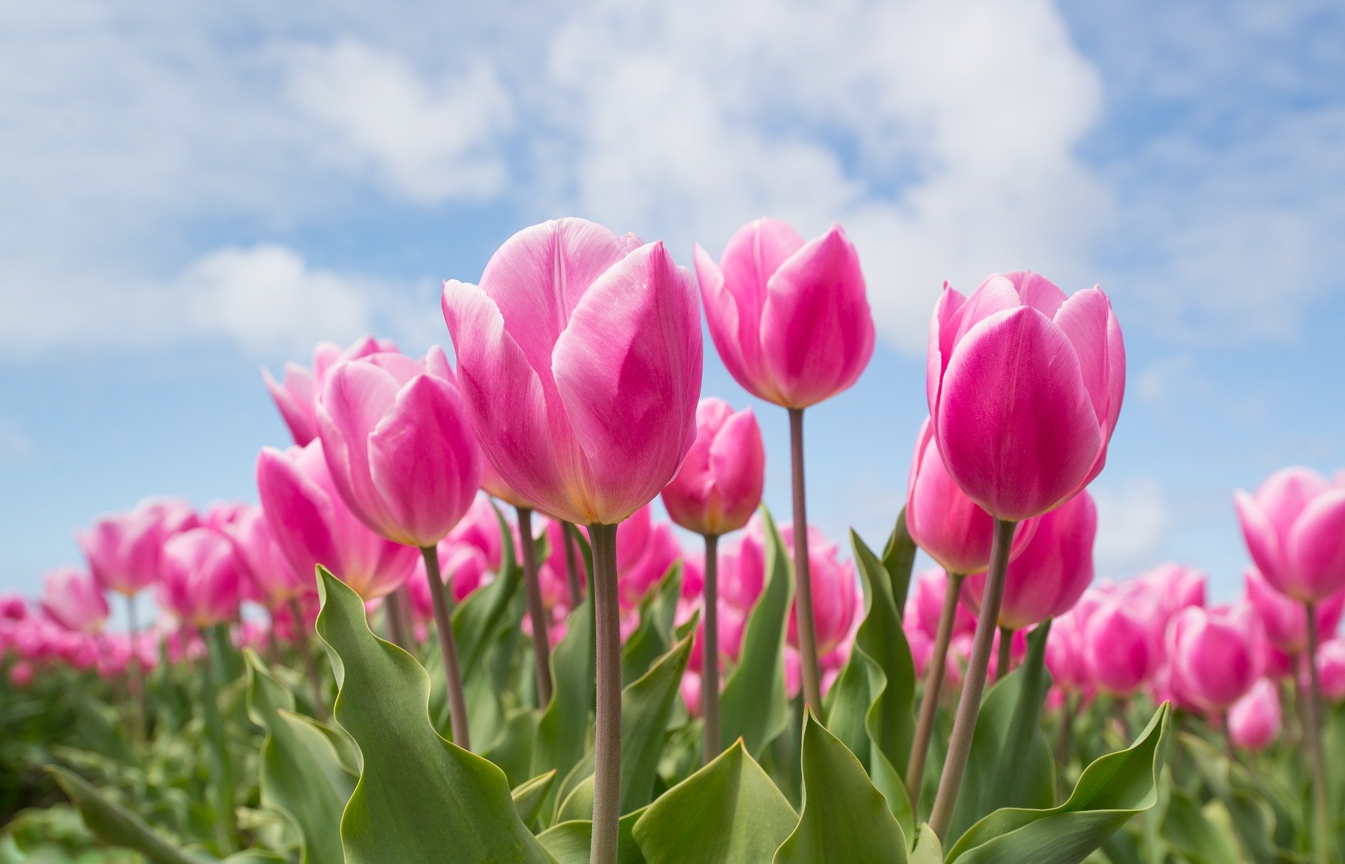 How to Grow Tulip at Home Gardening Sun