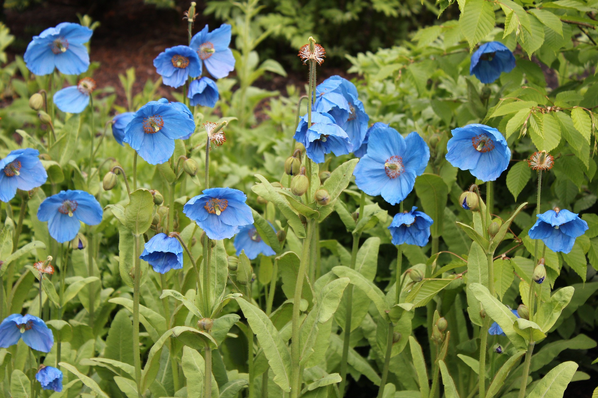 8 Most Beautiful Blue Flowers In The World - Gardening Sun