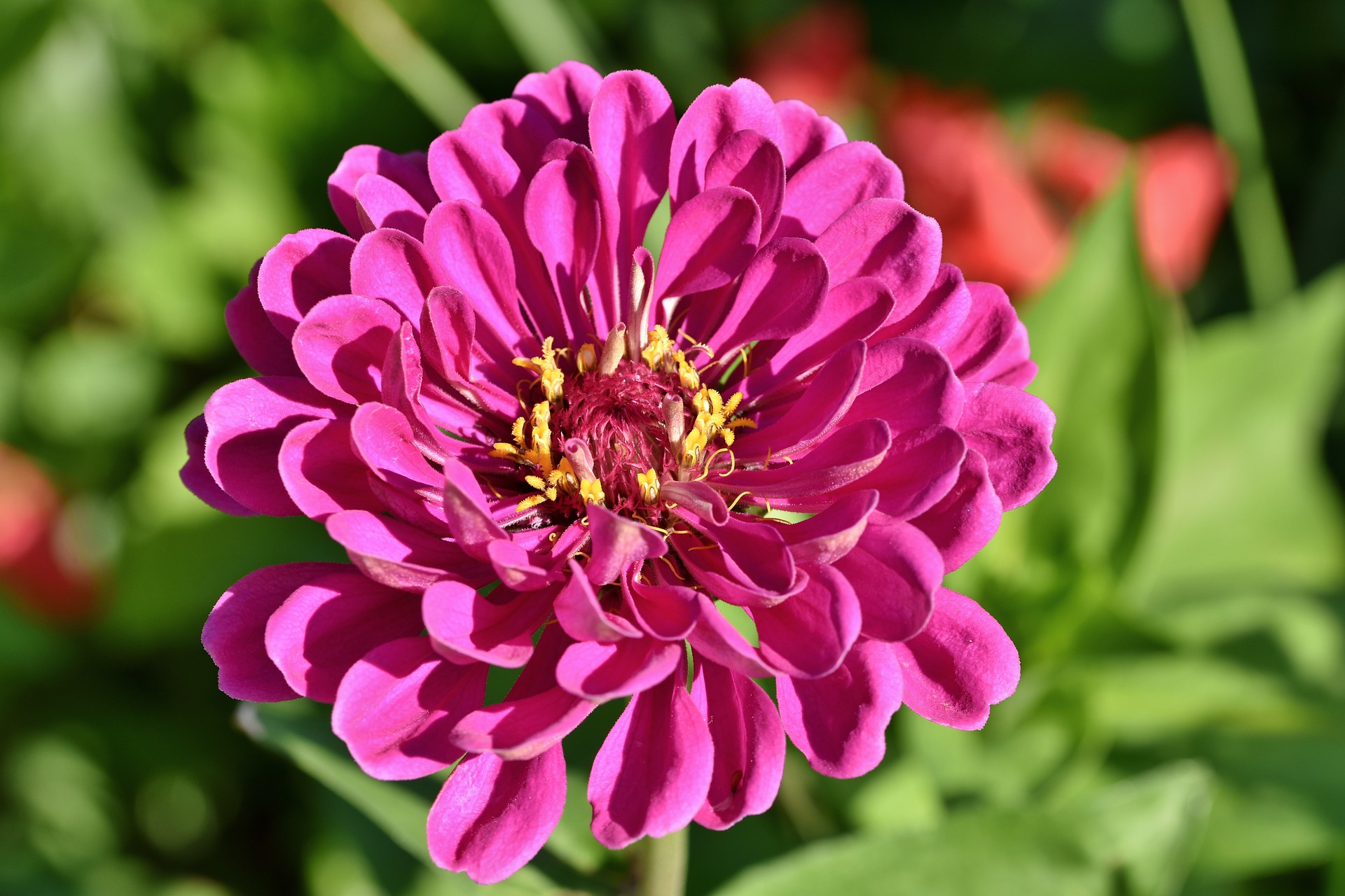 best-grown-flowers-that-you-can-plant-in-april-gardening-sun