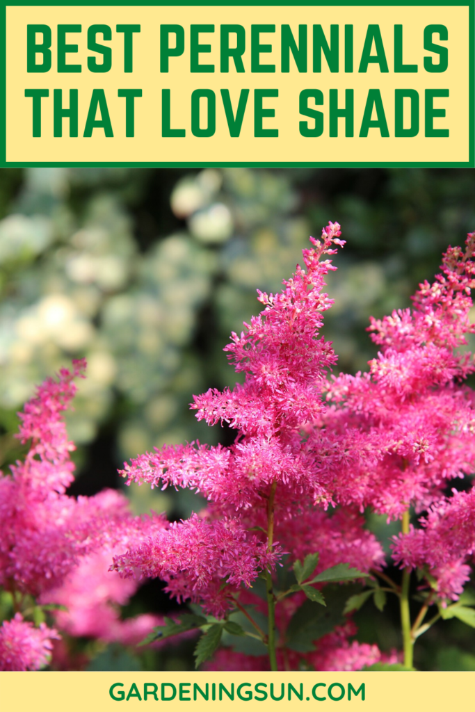 Best Perennials That Love Shade - Gardening Sun