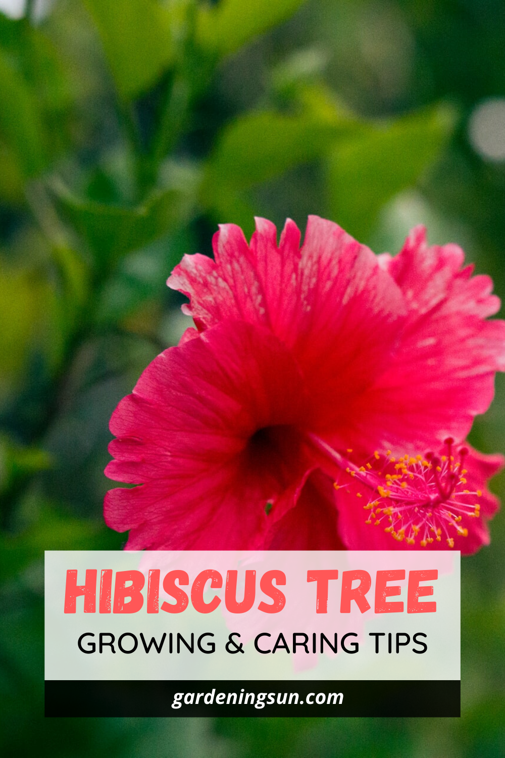 Hibiscus Tree - Growing & Caring Tips