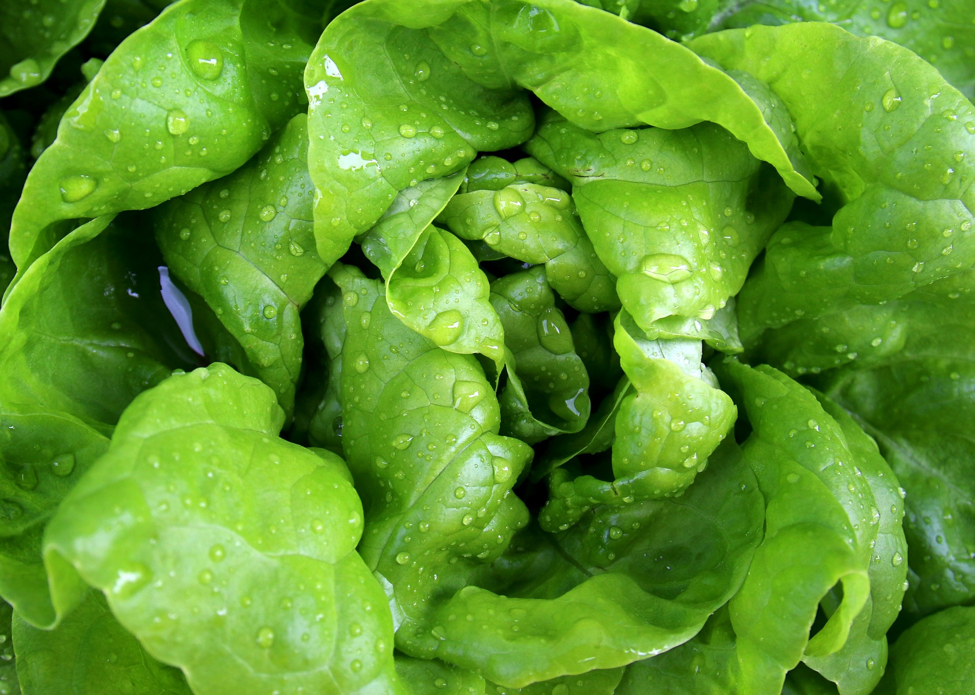 Stop Buying Lettuce Here Are Easy Tips To Grow Your Own Endless Supply