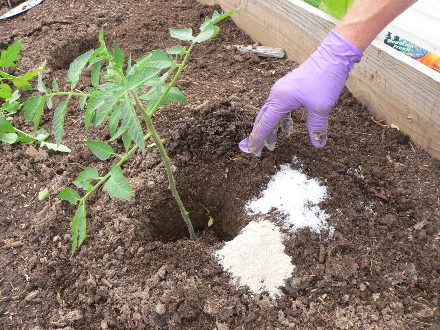 Heres Why You Must Use Epsom Salt In Garden Gardening Sun