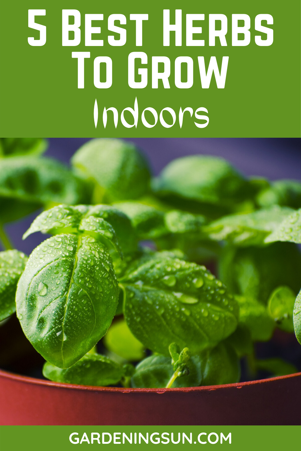 5 Best Herbs To Grow Indoors - Gardening Sun