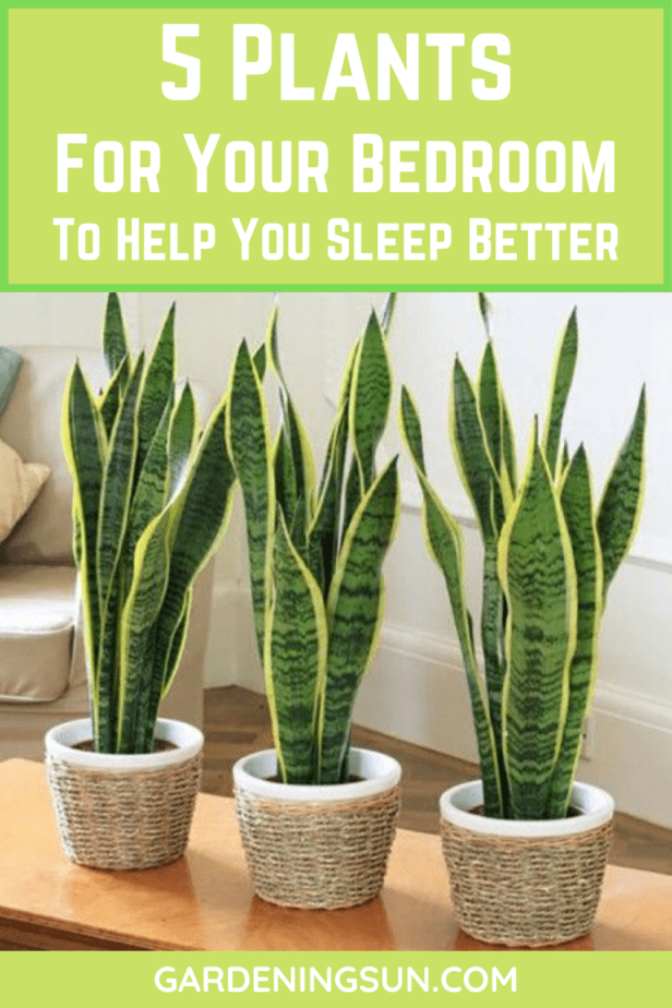 5 Plants For Your Bedroom To Help You Sleep Better Gardening Sun   5 Plants For Your Bedroom To Help You Sleep Better 