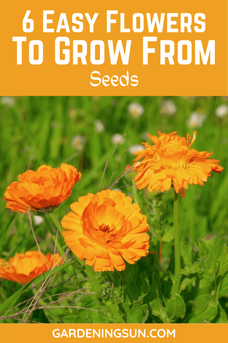 6 Easy Flowers To Grow From Seeds Gardening Sun