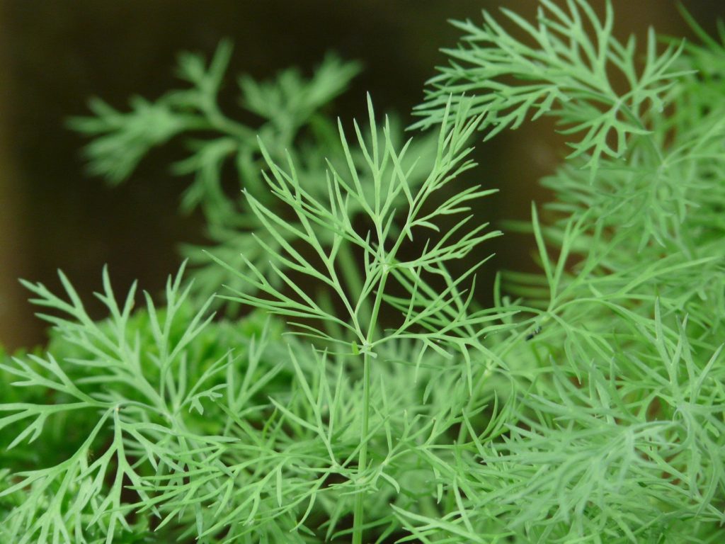 Dill plant sun or shade Idea