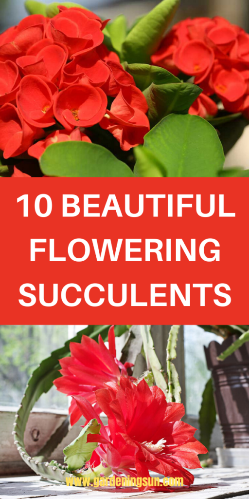 10 Beautiful Flowering Succulents - Gardening Sun