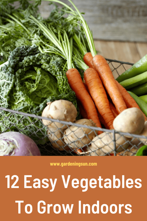 12 Easy Vegetables To Grow Indoors Gardening Sun