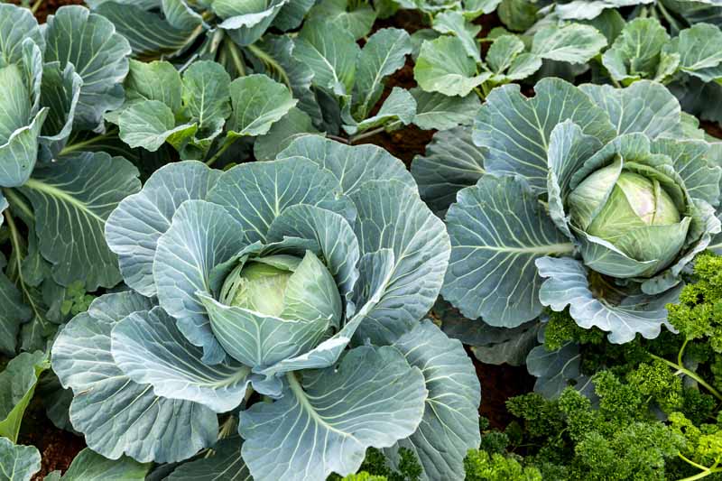 How to Grow Cabbage: An Introduction - Gardening Sun