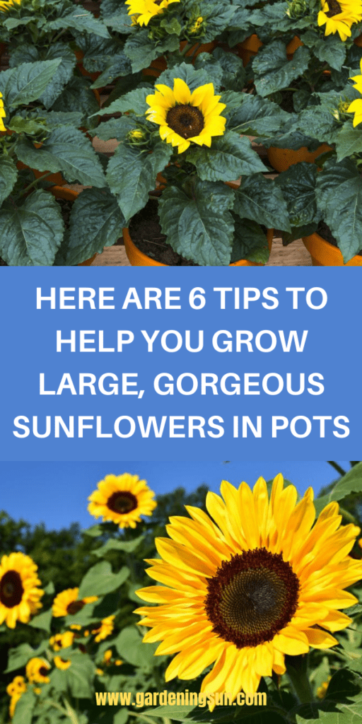 Here Are Tips To Help You Grow Large Gorgeous Sunflowers In Pots Gardening Sun