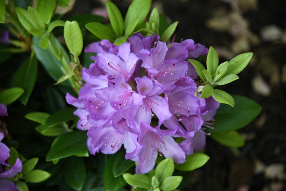 10 Beautiful Purple Flowering Shrubs Gardening Sun