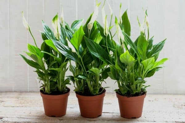 How To Choose The Right Indoor Plants For Your Home - Gardening Sun