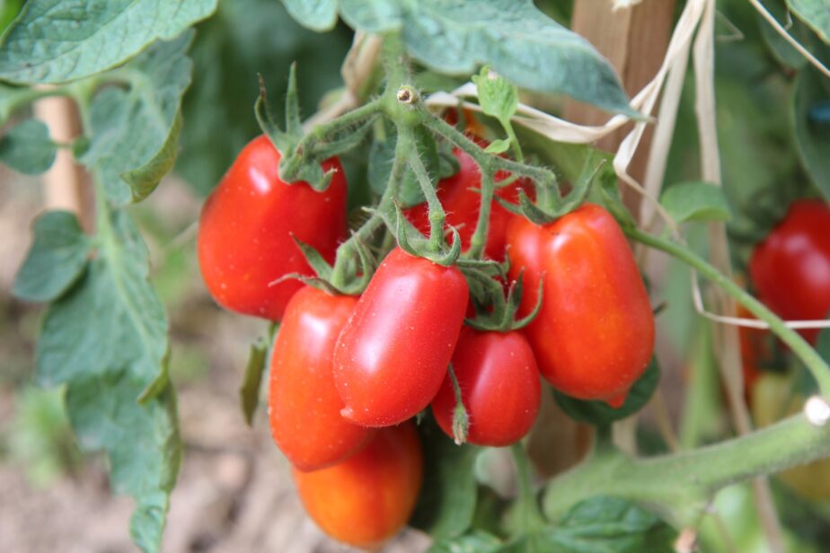How To Grow Roma Tomatoes In Pots - Gardening Sun