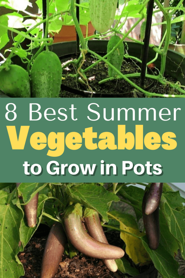 8 Best Summer Vegetables to Grow in Pots - Gardening Sun