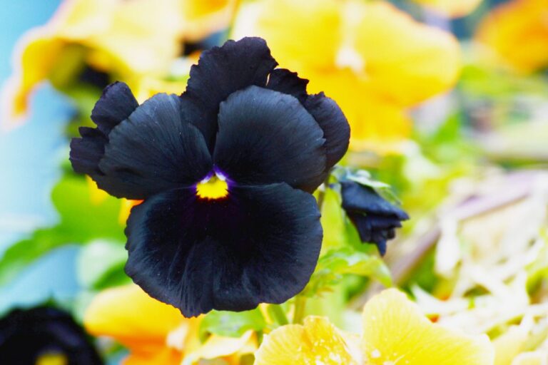 7 Black Flowers to Add Contrast to Your Garden - Gardening Sun