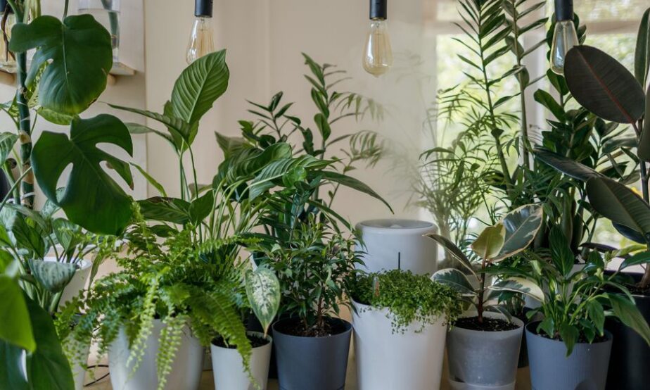 8 Easy to Propagate Houseplants - Gardening Sun