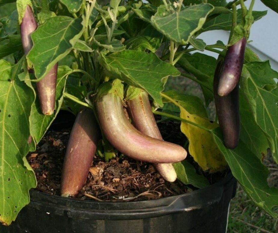 8 Best Summer Vegetables to Grow in Pots - Gardening Sun