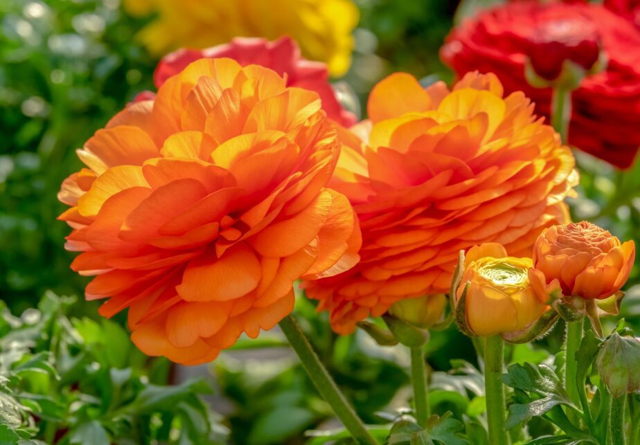 10 Orange Perennial Flowers - Gardening Sun