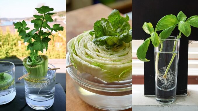 Save Your Kitchen Scraps Because Here Are 7 Plants You Can Grow Out of ...