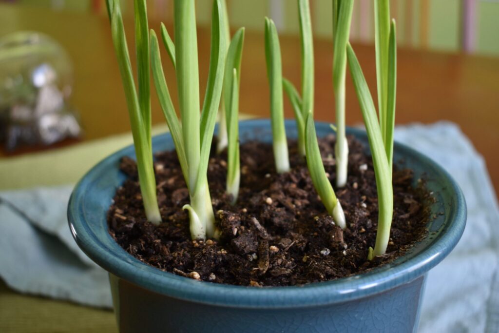 How to Grow Garlic Indoors in Pots Gardening Sun