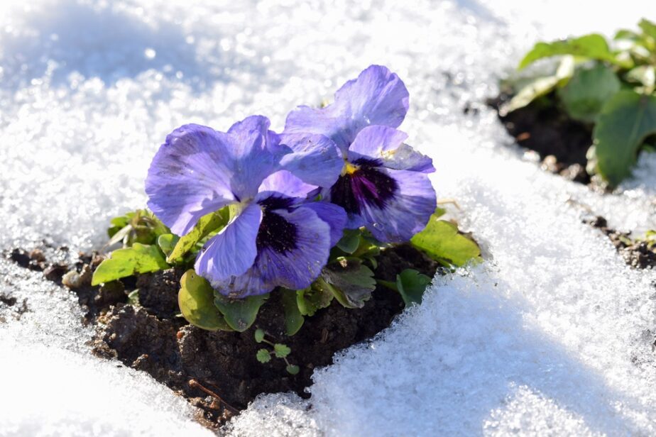 6 Frost Tolerant Plants to Grow When it’s Cold Gardening Sun