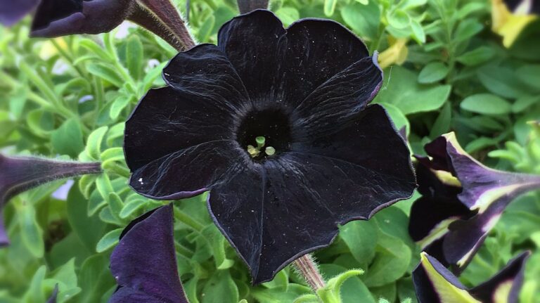 Black Magic Petunias Are Just Amazing And They Will Make Your Garden ...